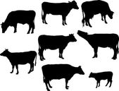 Krávy s telátkem bw