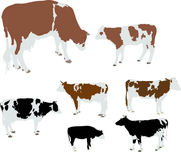 Cows and calf color vector silhouette — Stock Vector