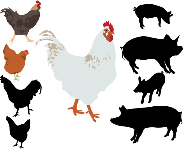 Rooster chicken pigs vector silhouette — Stock Vector