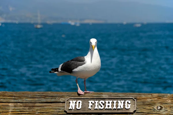 Gaviota Encaramada Encima Cartel Pesca Stearns Wharf Santa Barbara California —  Fotos de Stock