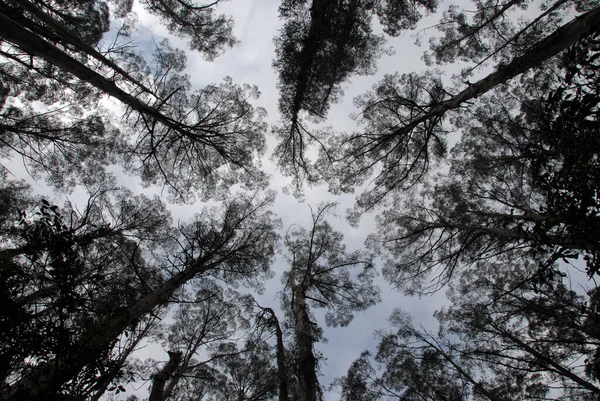 Pohled Vrcholky Stromů Lese Horách Dandenong Východně Melbourne Victoria Austrálie — Stock fotografie