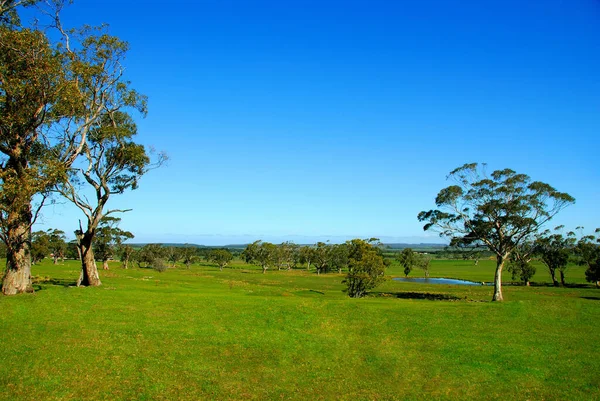 Campo Australiano Uma Bela Tarde Perto Ballan Victoria — Fotografia de Stock