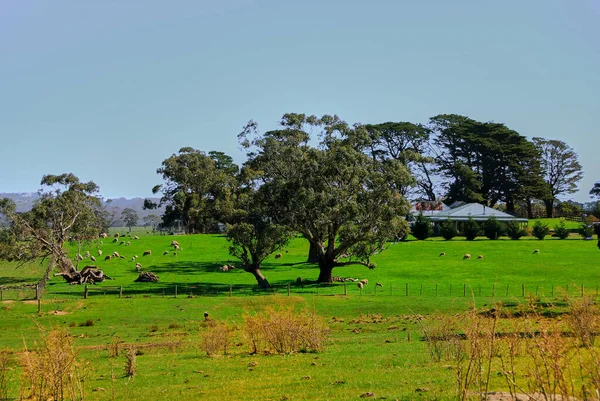 オーストラリア ビクトリア州バラン近郊の牧場での羊 — ストック写真