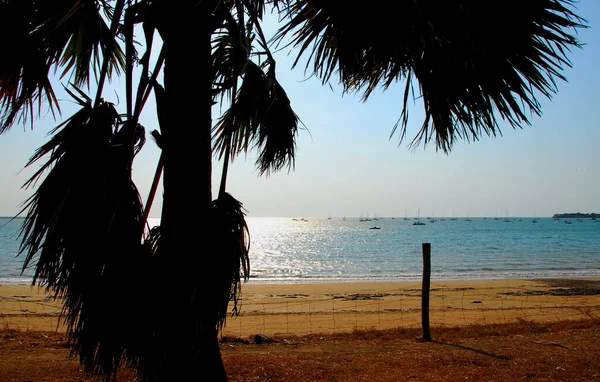 Afternoon Sun Silhouettes Palm Tree Fannie Bay Beech Darwin Northern — Stock Photo, Image