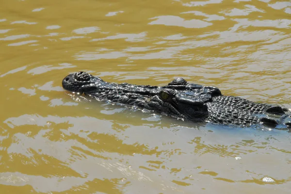 Saltwater Crocodile Adelaide Folyóban Ausztrália Északi Területén — Stock Fotó