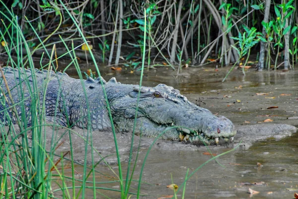 Közelkép Egy Nagy Öreg Kék Krokodil Marad Hűvös Egy Iszapban — Stock Fotó