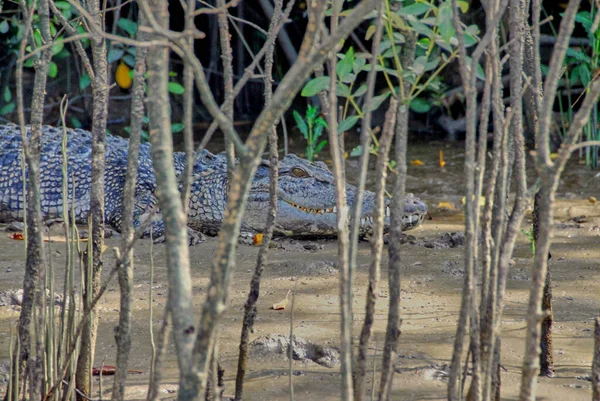 Een Blauwe Zoutwater Krokodil Die Koel Blijft Een Modderbank Achter — Stockfoto