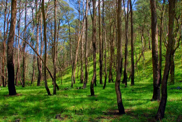 Louka Plná Stromů Které Zotavují Požáru Keřů Okraji Victoria Austrálii — Stock fotografie