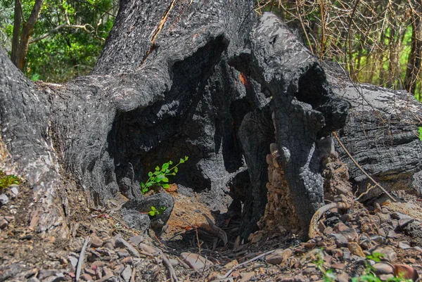 Semena Stromů Vyrůstající Spáleného Kmenu Eukalyptu Okraji Austrálie — Stock fotografie