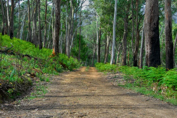 Uma Trilha Estrada Terra Corta Montanhas Outback Florestado Victoria Austrália — Fotografia de Stock