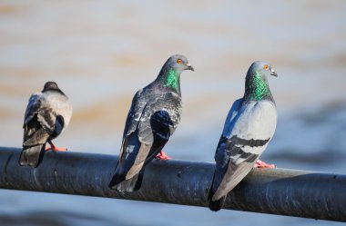 Meraklı ahşap güvercin (Columba palumbus) dizesini bir oturum