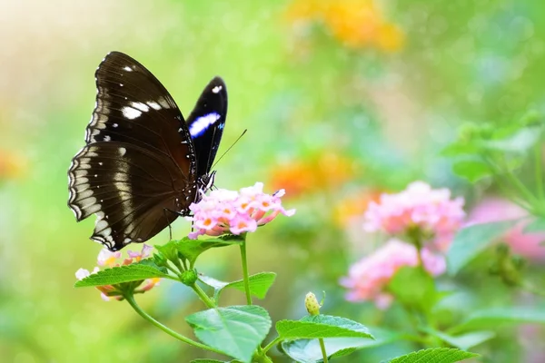 एका फुलावर काळा फुलपाखरू — स्टॉक फोटो, इमेज