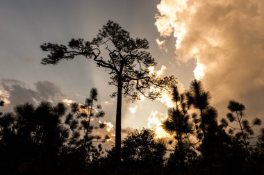 Vahşi twilight saat Phukradueng Milli Parkı'nda