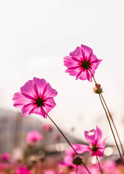 Cosmos flores — Fotografia de Stock