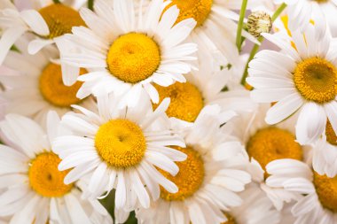 Papatya vintage ahşap masa üzerinde güzel buket