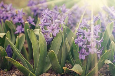 Çiçek açan yataklar sümbül lezzetli kokuyor. Güneş ışınları