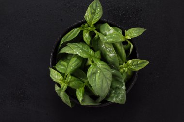 siyah arka plan üzerine taze organik fesleğen demet