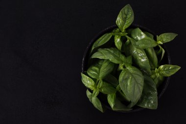 siyah arka plan üzerine taze organik fesleğen demet