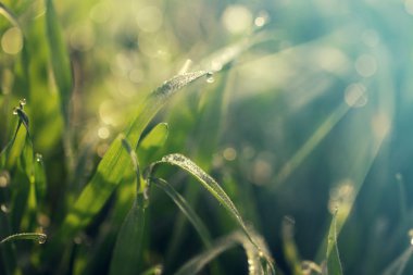 Bahar çimen, doğal arka plan üzerinde taze çiğ 