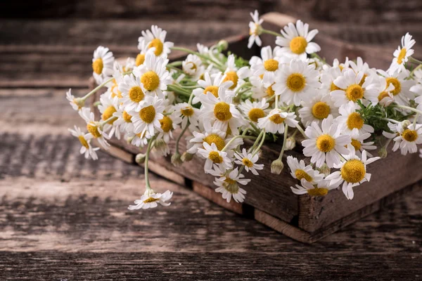 Kamillenblüten auf einem hölzernen Hintergrund. — Stockfoto