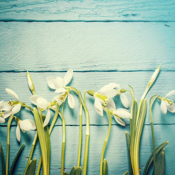 Easter concept with  snowdrops on wooden background