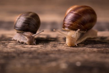 salyangoz ahşap zemin üzerinde