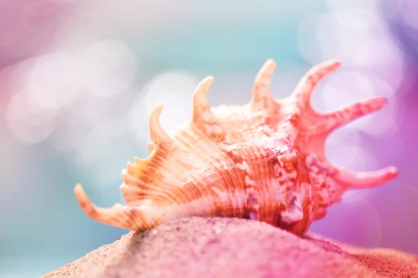 Concepto de verano con playa de arena, conchas y cordón . — Foto de Stock