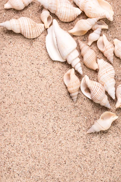 Concepto de verano con playa de arena, conchas y cordón . — Foto de Stock