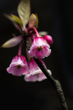 bell shaped peach blossoms