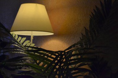 Işık duvarlı bir odada lamba ve bitki 