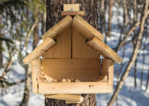 Alimentatore per scoiattoli nella foresta invernale settentrionale . — Foto Stock