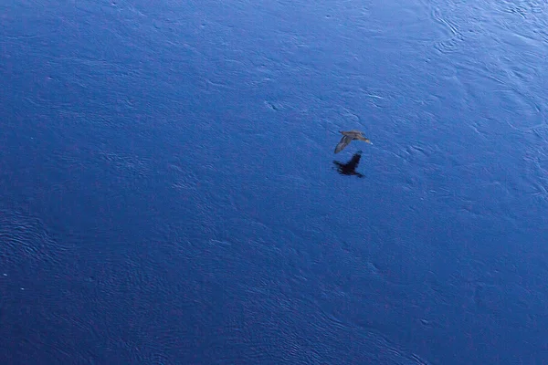 Pájaro sobre agua — Foto de Stock