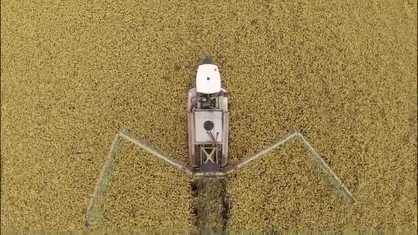 Lovitură aeriană a unui tractor în câmp pulverizând rapiță — Videoclip de stoc