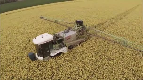 Luchtfoto van een trekker in veld spuiten koolzaad — Stockvideo