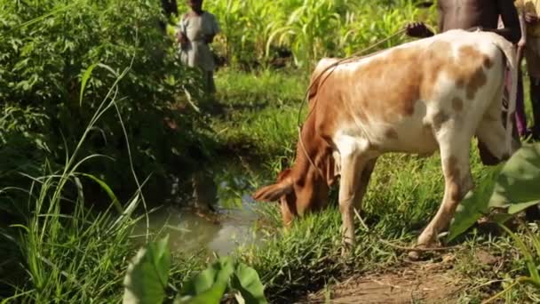 Une vache en Afrique buvant dans un ancien trou d'eau usé pour la communauté locale 