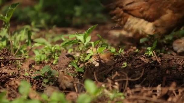 A chicken and chicks running around a farm in Africa — Stock Video