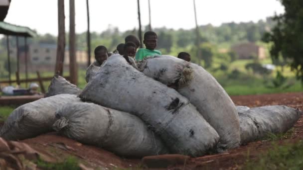 Африканський юнаків в угандійський нетрів, ховатися за вугілля мішки, Masindi, Уганда, вересня 2013 — стокове відео