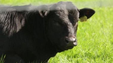 Güneşli bir günde bir inek bir alanda kapat