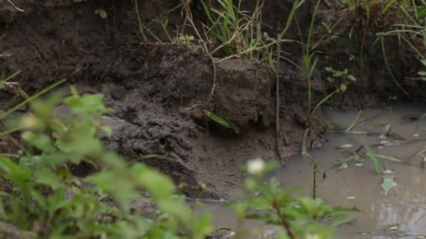 Bambino africano che cammina attraverso il cespuglio e in una fonte di acqua sporca raccogliendo acqua — Video Stock