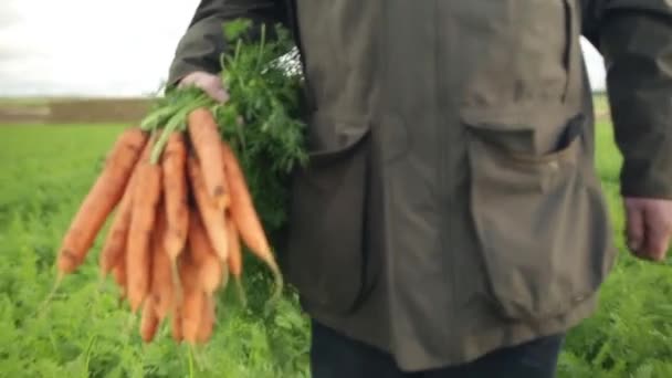 Man walking in a field with a bunch of carrots — Stock Video