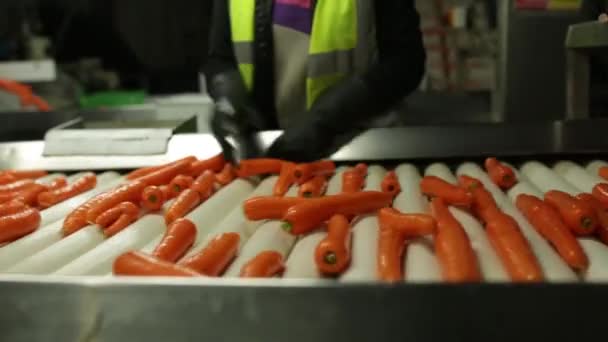 Sorting carrots on a conveyor belt — Stock Video