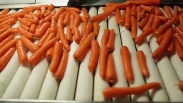 Руки сортируют морковь на конвейере — стоковое видео