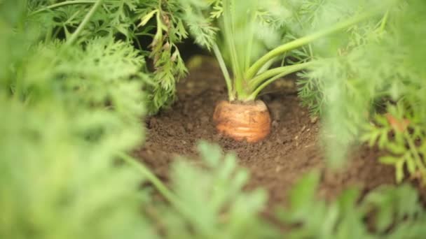 Detailní záběr mrkev vyčnívající ze země v poli — Stock video