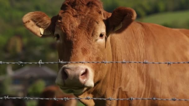 Gros plan d'une vache en jersey mangeant — Video