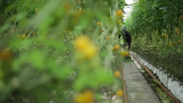 Hombre recogiendo la cosecha de tomate planta en el pasillo, Glasgow, Escocia, agosto 2014 — Vídeo de stock