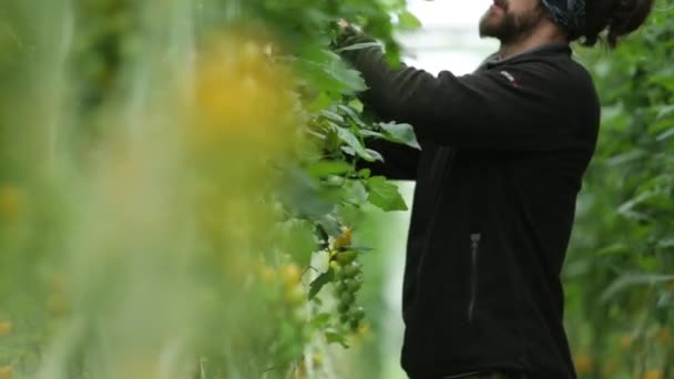 Hombre recogiendo la cosecha de tomate planta en el pasillo, Glasgow, Escocia, agosto 2014 — Vídeos de Stock