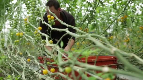 Hombre recogiendo la cosecha de tomate planta en el pasillo, Glasgow, Escocia, agosto 2014 — Vídeo de stock