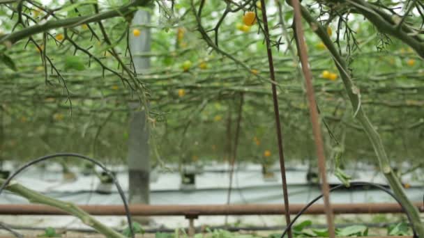 Hombre recogiendo la cosecha de tomates con remolque — Vídeo de stock