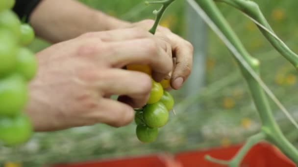Hombre recogiendo la cosecha de tomates individuales — Vídeo de stock