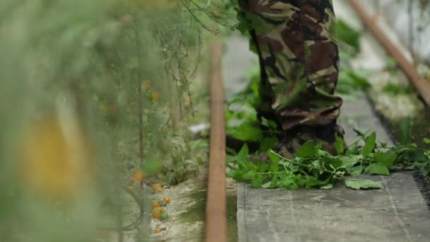 Man discarding leaves from tomato plants — Stock Video